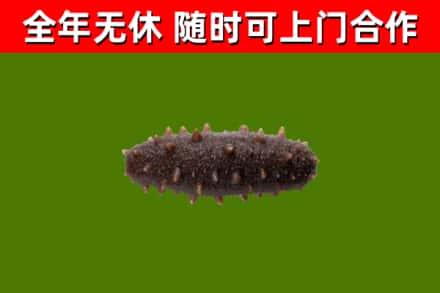 咸宁烟酒回收干海参.jpg